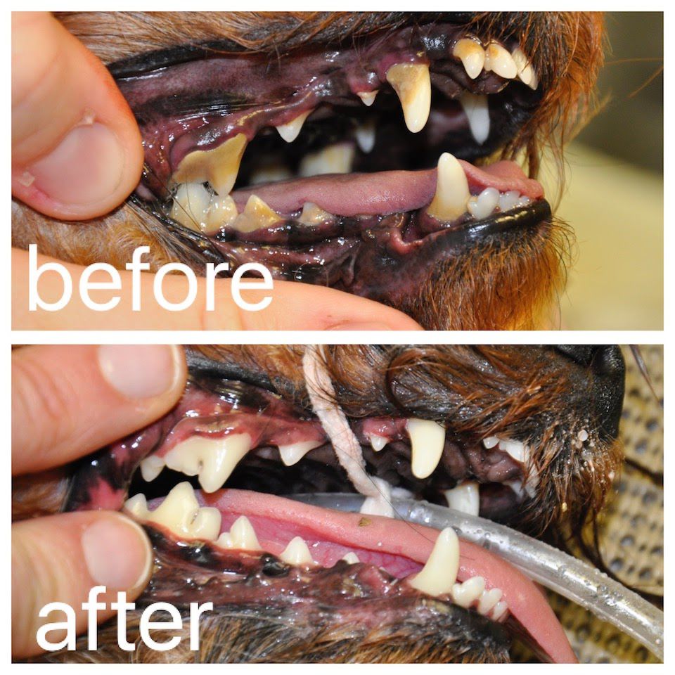 LOAH Dental Before & After